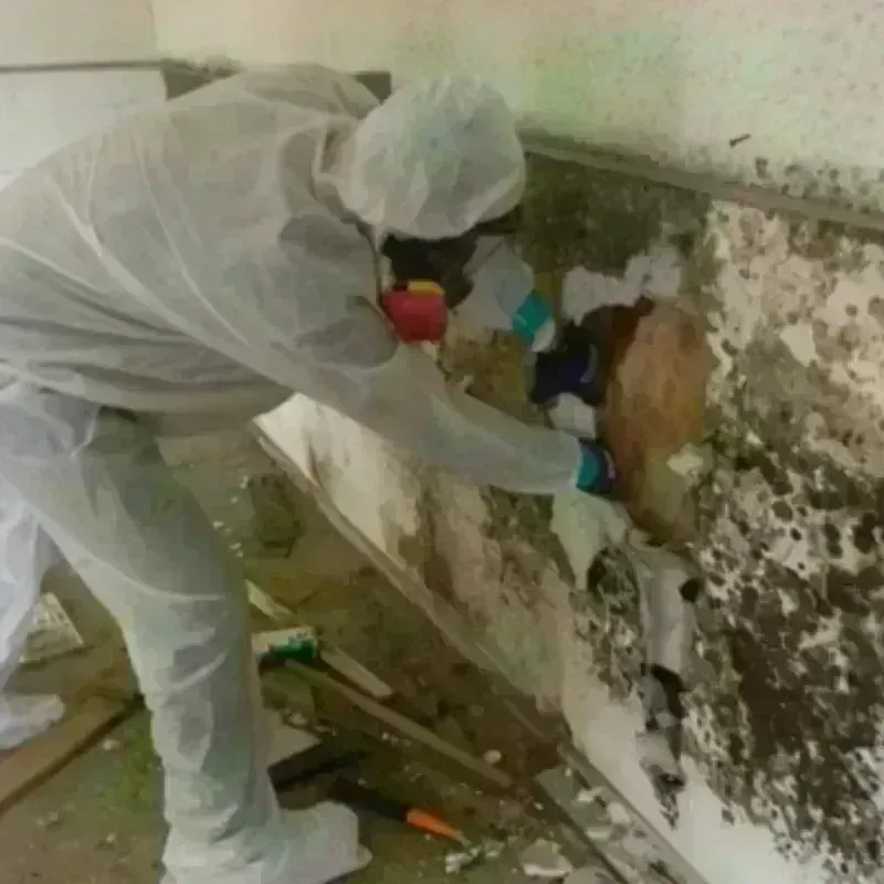 Mold Remediation and Removal in Akron, PA